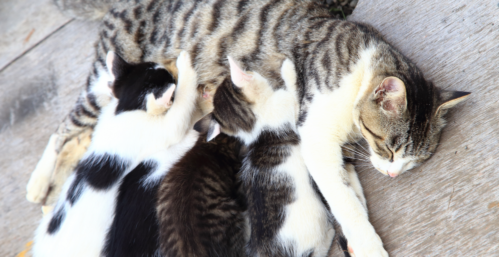 A cat's gestation: how long her pregnancy lasts and other interesting facts