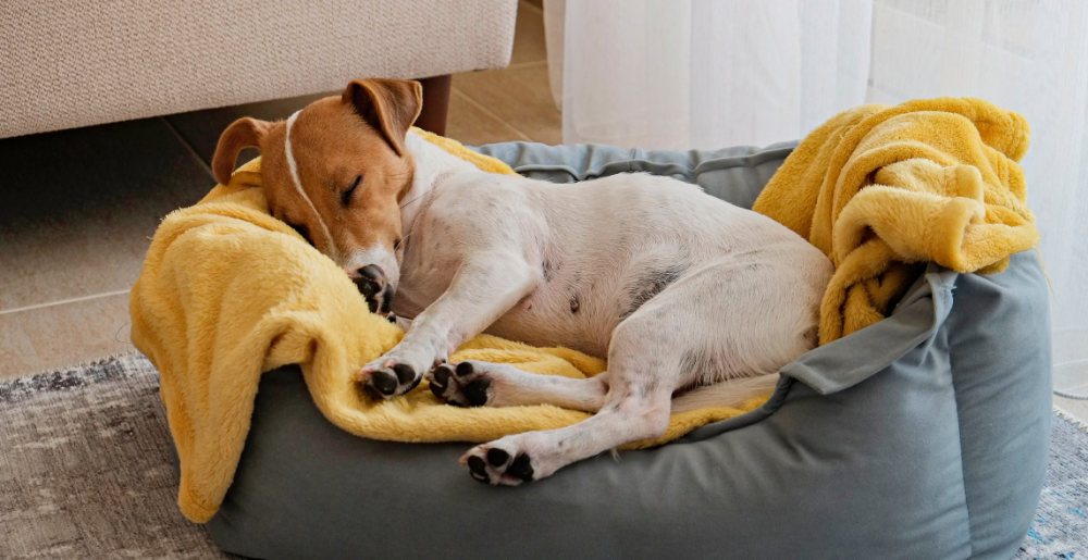 I cani sognano? Curiosità, teorie e cose da sapere