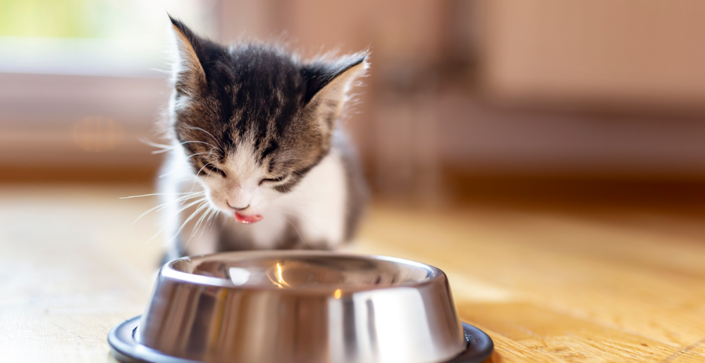 Alimentazione del gattino di 2 mesi: 5 consigli essenziali